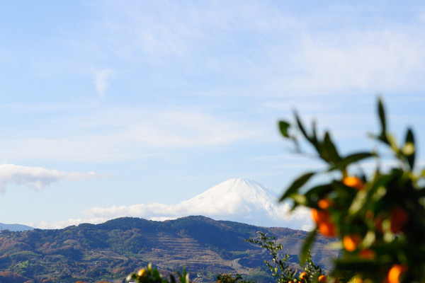 みかん園から望む富士山